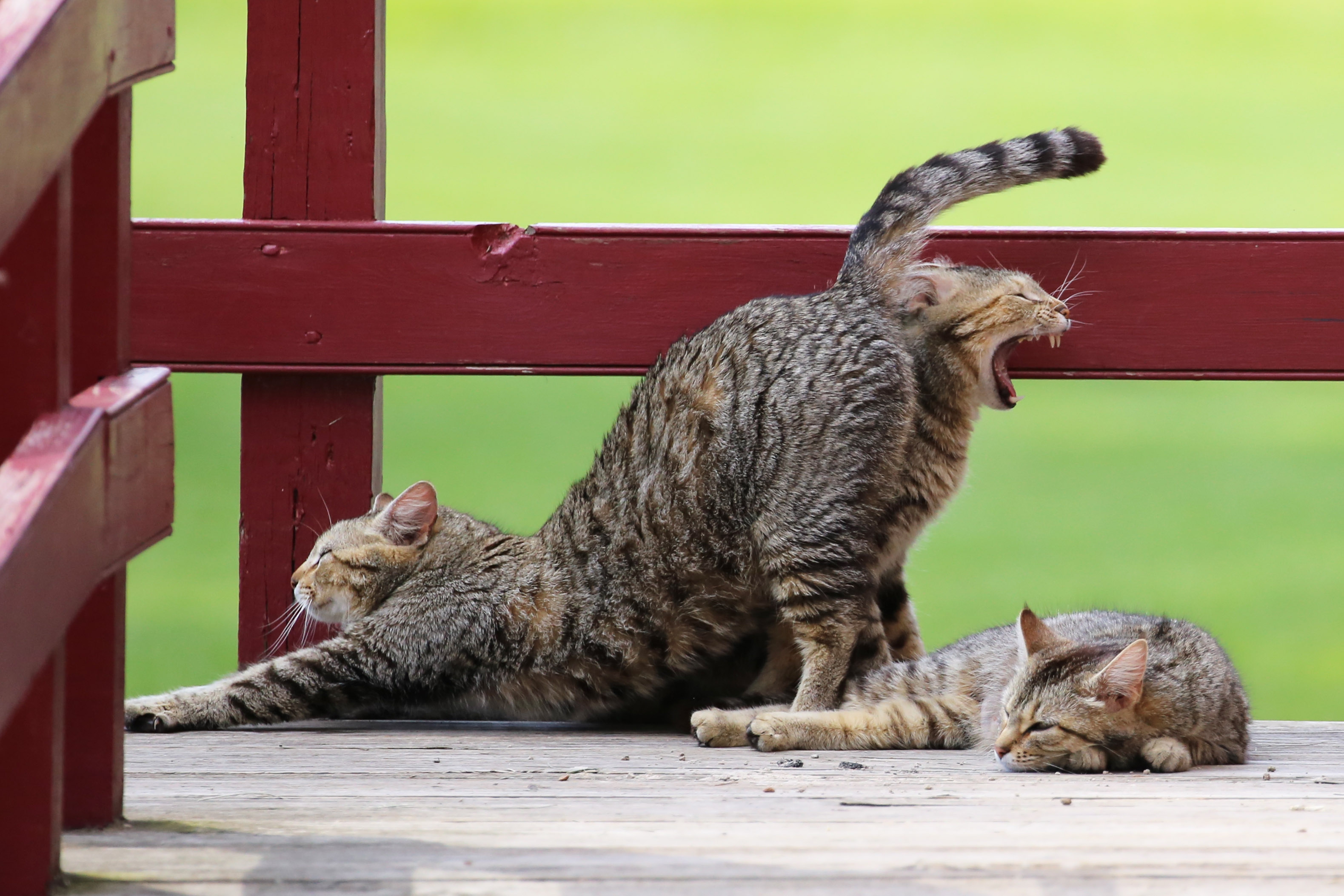 Кошачьи комедийные кутежи: веселая озвучка смешных котов
