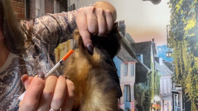 Как сделать хорьку укол