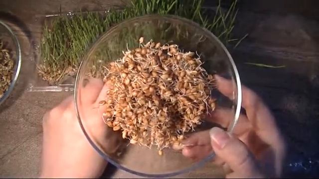 Микрозелень. Пророщенные Рожь и пшеница на вкус  Часть 5