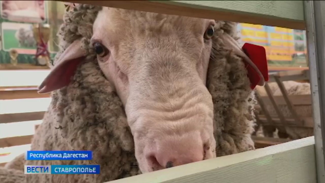 Вклад ставропольского овцеводства во всероссийскую отрасль оценили эксперты в Дагестане