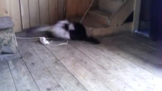 Взрослые коты играют как дети!!!