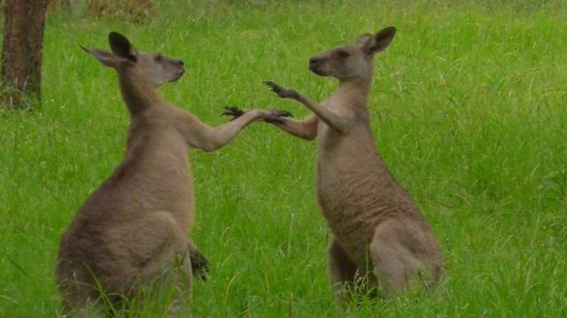 How Strong Is A Kangaroo?