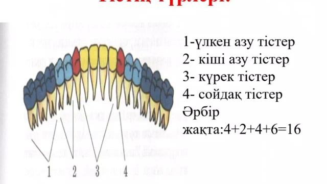 Биология  8кл,№11 урок