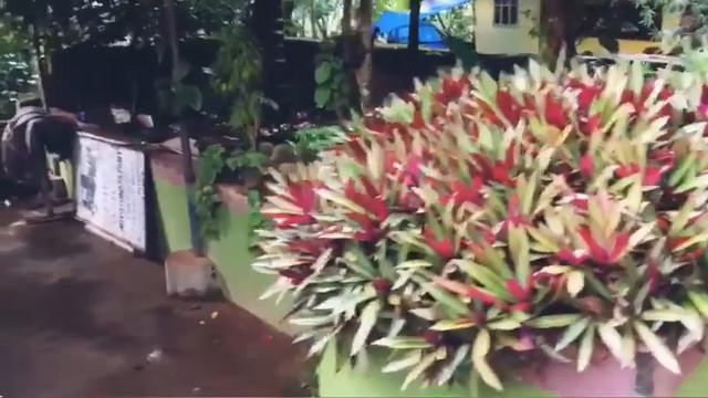 Rhoeo oyster plant (spathacea compacta) planted on wall