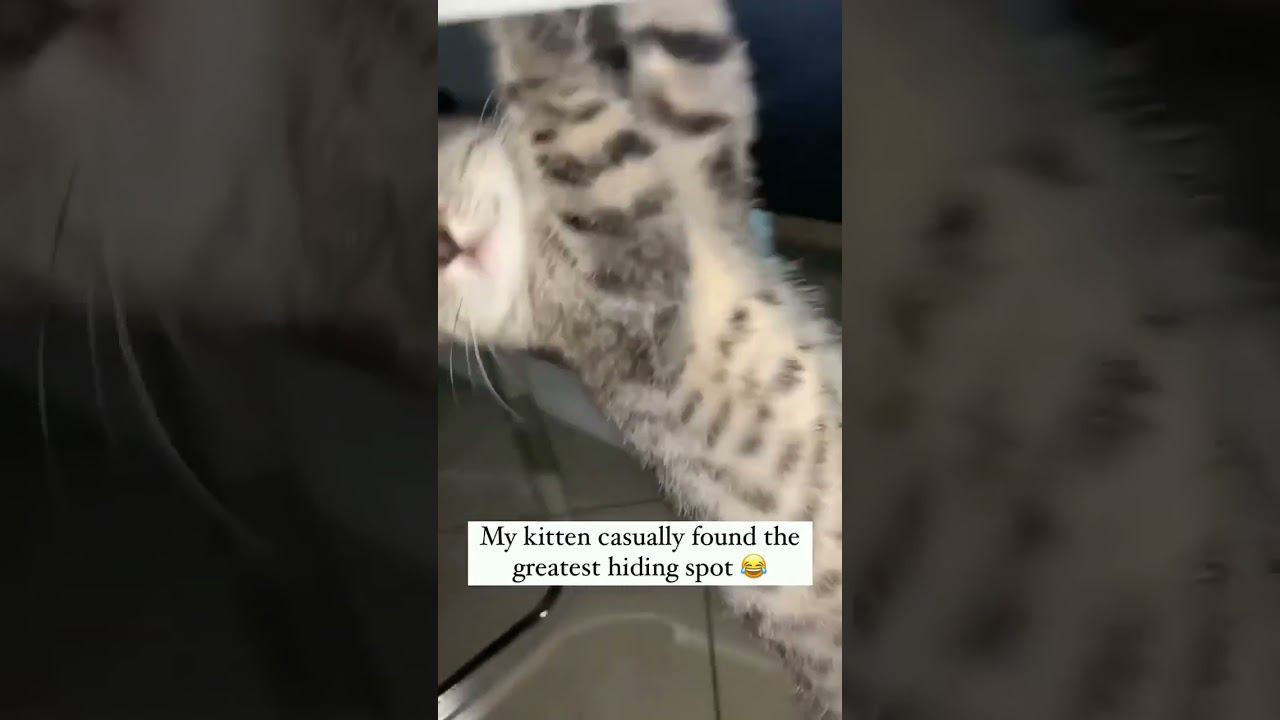 Funny animals 2024 - Funniest Cats and Dogs Video16 #shorts #cat #dogs #funny #animals #pets