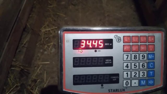 помесный ягненок дорпер+ гисар вес в 3 месяца