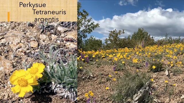 Spring Wildflowers of Northern New Mexico