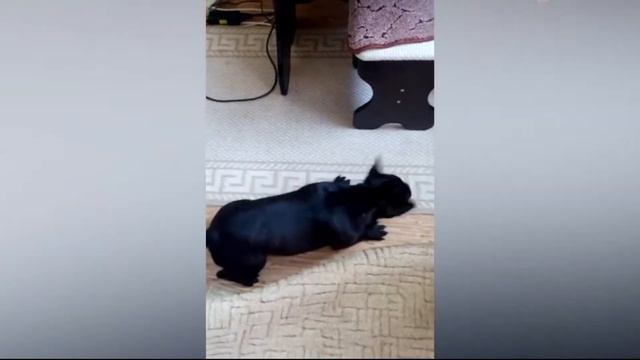 Приколы с Животными до Слез / Смешные Животные / Лучшие Приколы 2021 / Приколы с Котами