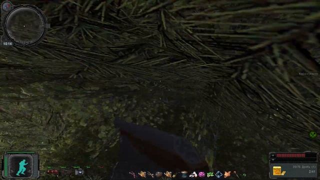 ОП 2.2 Гнездо Арахнидов , Кладка яйиц Арахнидов .