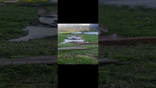 Отдыхаетнаш Лис на даче от городской суеты.mp4