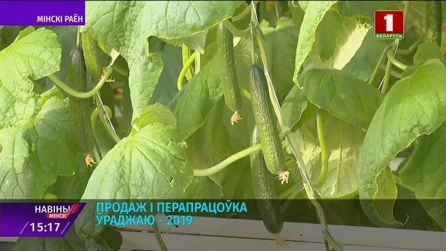 Сельхозорганизации Минской области завершили уборку овощей