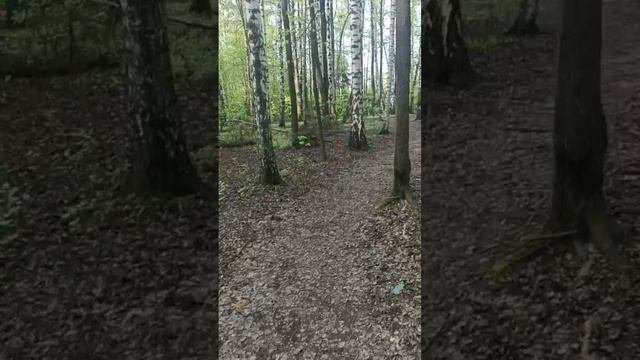Челюскинский лес. Подлипки