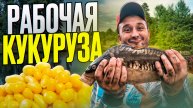 Как приготовить уловистую кукурузу!