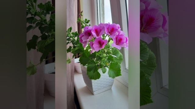 Волшебный РЕСУРС..✴️..состояние Счастья...🙂
