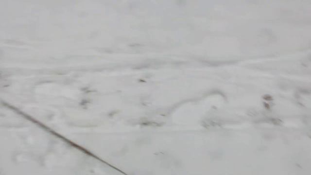 2023 11 26 прогулка щенок колли Чин-Чин Проксени, 2,5 мес и его мама Тайша Проксени. Щенок продаетс