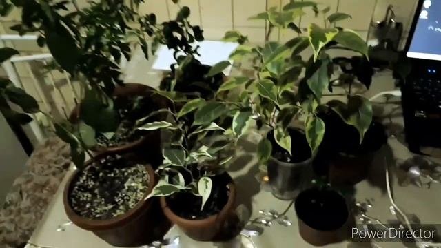 Реакция растений на грунт с биогумусомПересаживаю растюхи