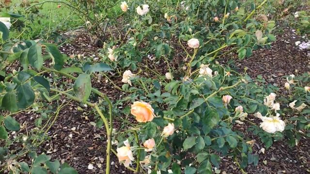 Pegasus Rose