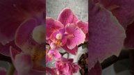 Phal. Diffusion peloric | Ароматная Парфюмерная фабрика орхидея бабочка Дифьюжн 🌸 Домашнее цветение