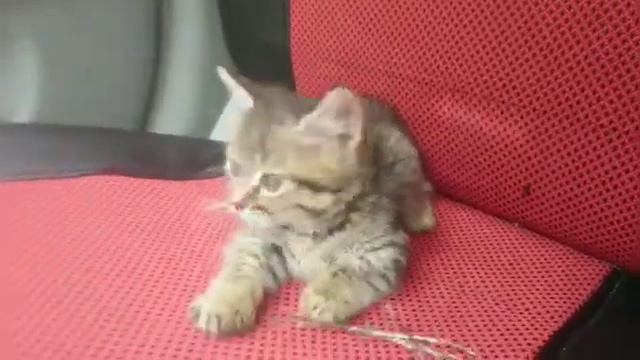 Манчкины