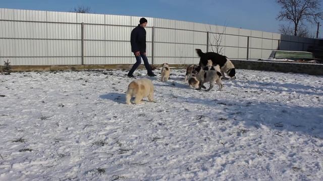 Алабай. Щенки алабая 58 дней на прогулке. продам +380673823055