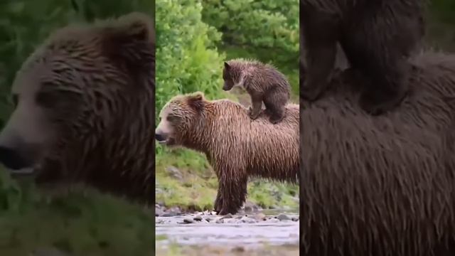Бурый медведь, вся территория России