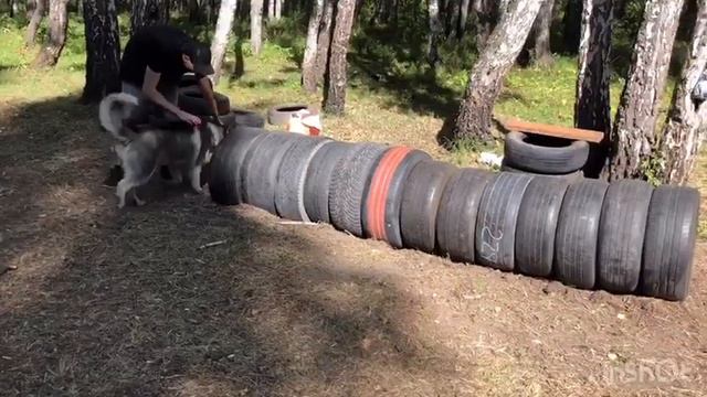 "Нелегкие будни" Иджина) Not easy to learn,easy to fight)😊🐺