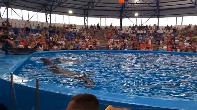 Сочи-Адлер 2023г. Чёрное море. Сочи парк. Дельфинарий, сад бабочек. часть 3