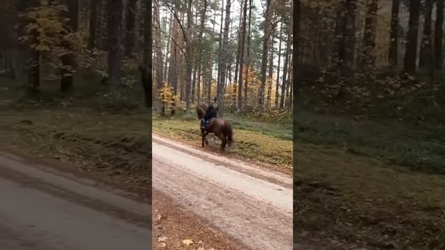 Лошадь испугалась дорожного знака.