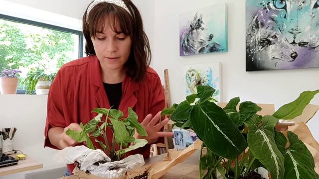 UNBOXING SYNGONIUMS wendlandii et three kings //  Garden Center Wemmel // Jessica la plant-addict