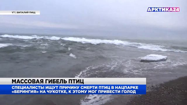 В нацпарке «Берингия» загадочным образом гибнут птицы