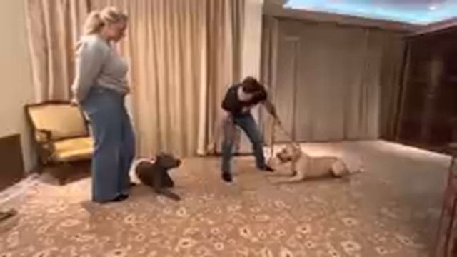 К нам приехал добрый волшебник Дмитрий с прекрасной Джессикой…https://youtube.com/@AlfaBulls