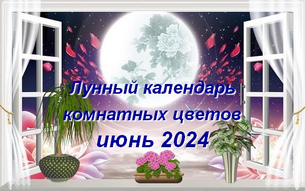 Лунный календарь комнатных растений и цветов на июнь 2024 года