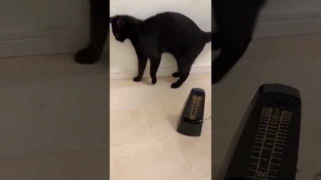 котэ