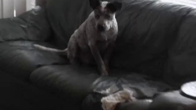 Heeler vs Terrier (higher quality)