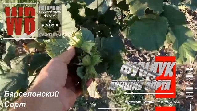 Фундук Каталонский и Барселонский обзор в августе от Walnuts Broker #КупитьСаженцыФундукаУкраина