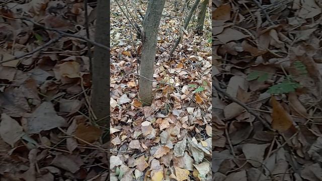 Попробуй найти