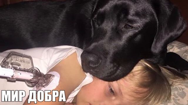 Пес каждый день спасает мальчику ЖИЗНЬ