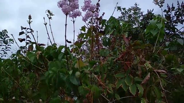#осень#цвететсирень В Воронеже осенью сирень зацвела. 25.09.18 \ Elen