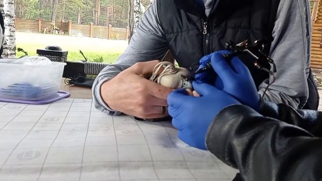 В питомнике "Тайгун" краснокнижным соколам-балобанам нанесли спасительные татуировки