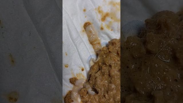 Живые глисты в рвотных массах кота!!! Доктор предупреждает!!!