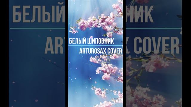 Белый шиповник 2