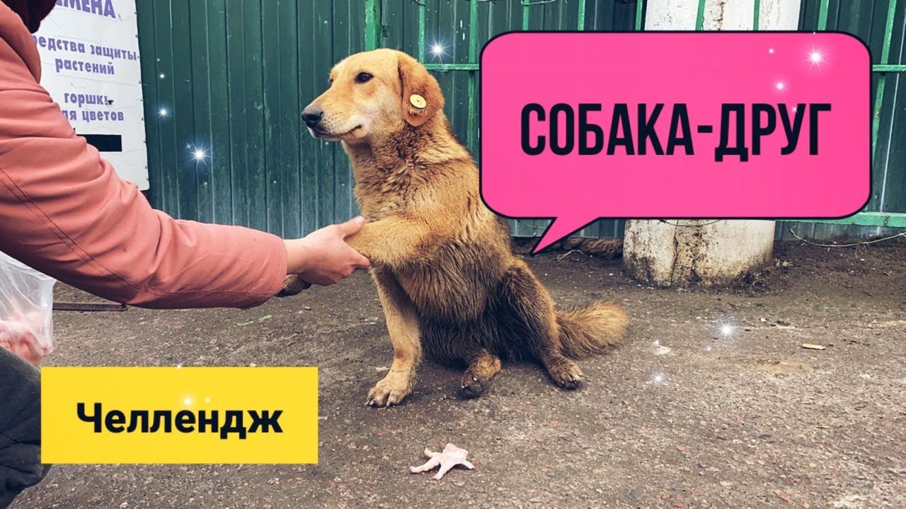 ЧЕЛЛЕНДЖ | Собака - друг!