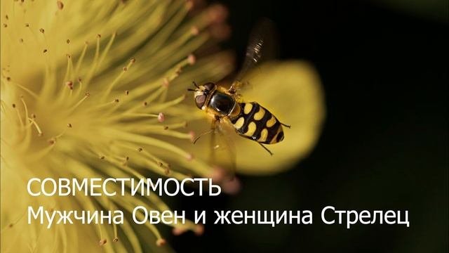Совместимость мужчины Овна и женщины Стрельца