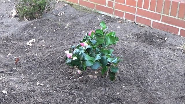 Camellia japonica Kamelie pflege überwintern Standort gießen düngen schneiden vermehren Kamlien