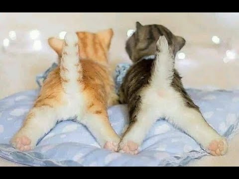 ? Любимые хвостики! ? Приколы с котами и собаками 2022 #44