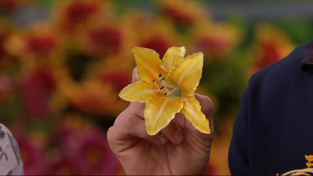 Roberta's 9-piece Immense and Fragrant Reblooming Daylilies on QVC