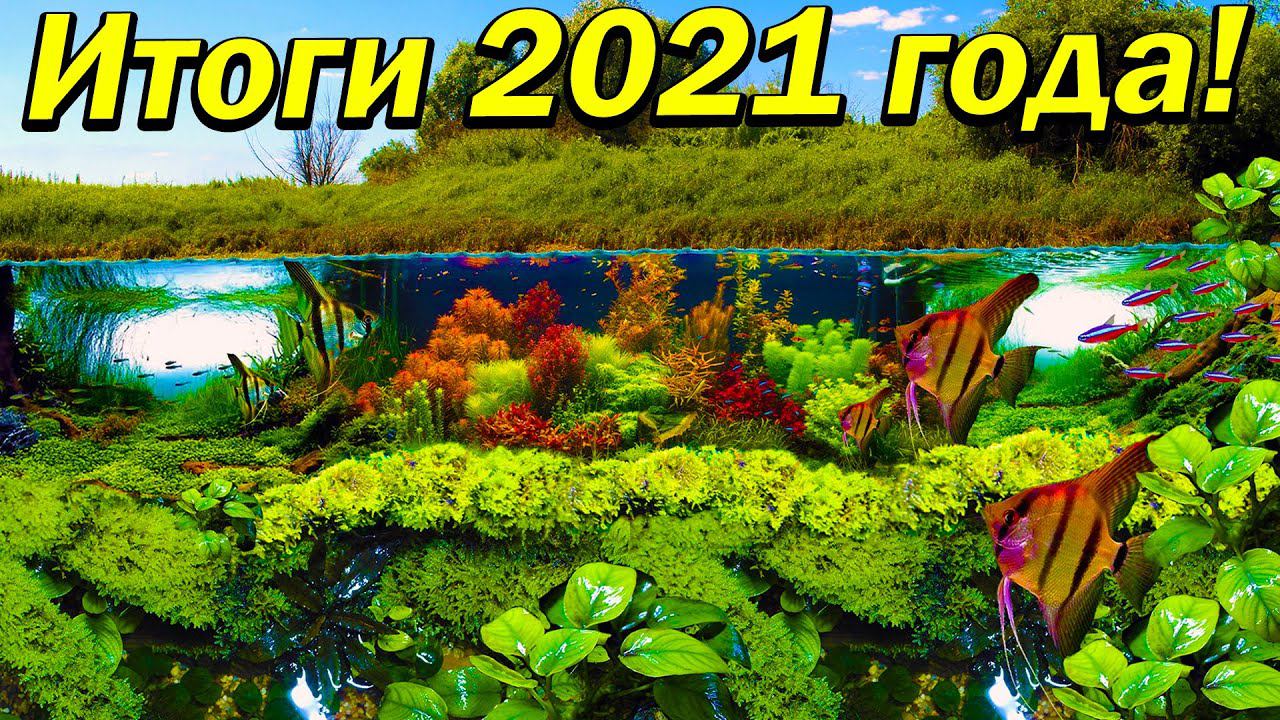 Итоги 2021 года. Мои аквариумы палюдариум пруд и акватеплица в 2021 году.