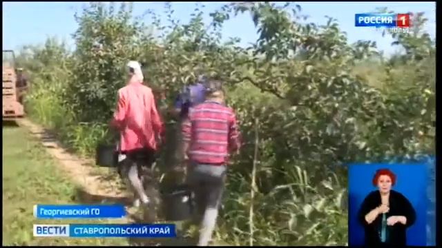 На Ставрополье планирую собрать хороший урожай яблок