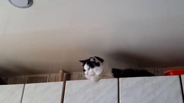 Кот на шкафу. Прячется, чтобы отдохнуть от всех
