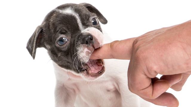 Why Is Your Boston Terrier Shaking? 7 Reasons Why & Solutions!